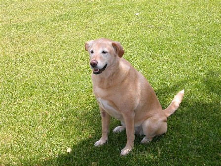 26jun03.maggiethedog.red03aug03.jpg